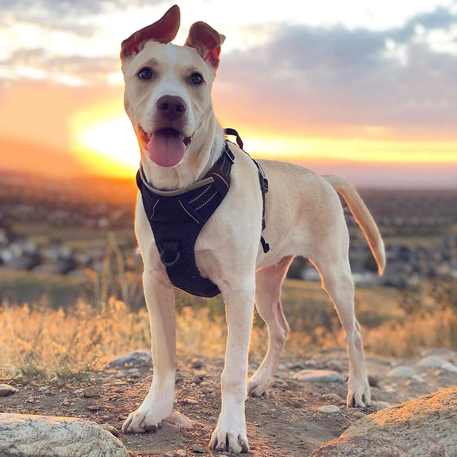 Harnais Chien Anti Traction, Arnet pour Chiens avec Poignée Contrôl, Facile à Mettre, Gilet Réfléchissant Réglable avec Attache Devant